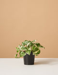 bundle | Small | Grow Pot