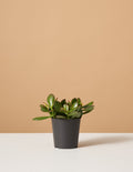 bundle | Small | Grow Pot