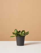 bundle | Small | Grow Pot