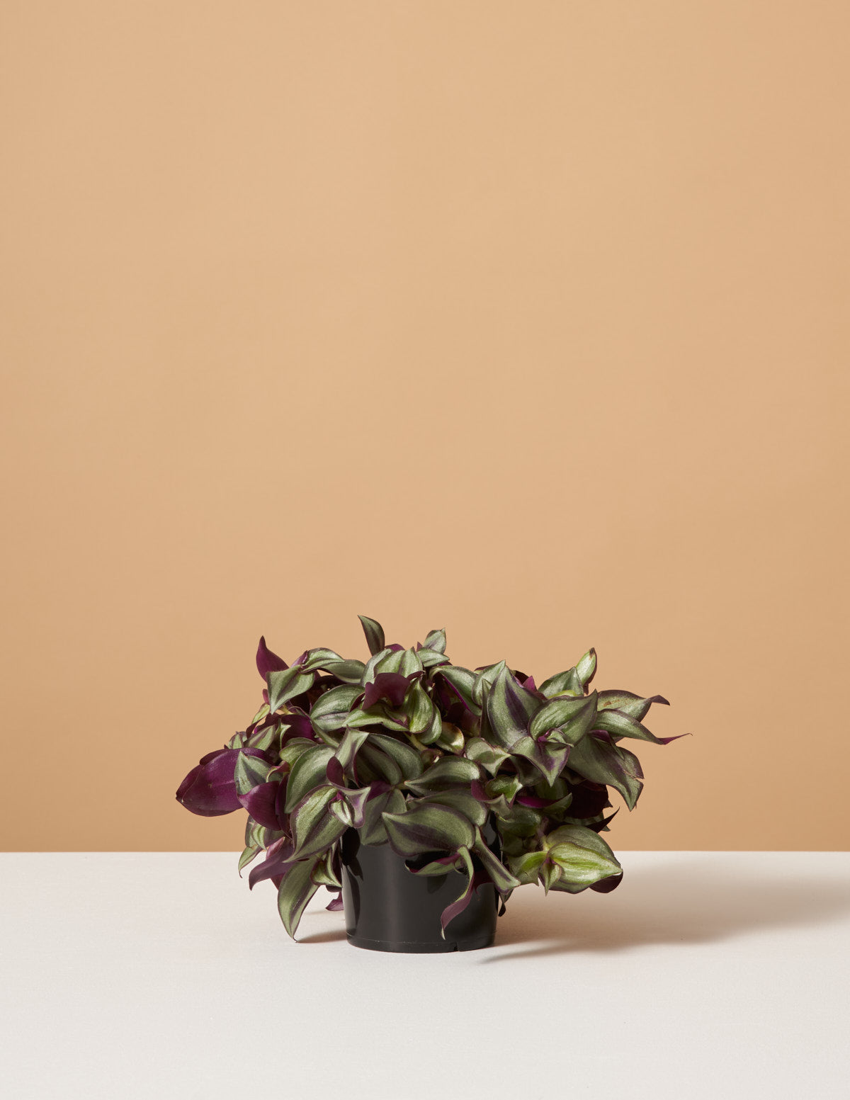 Tradescantia Zebrina