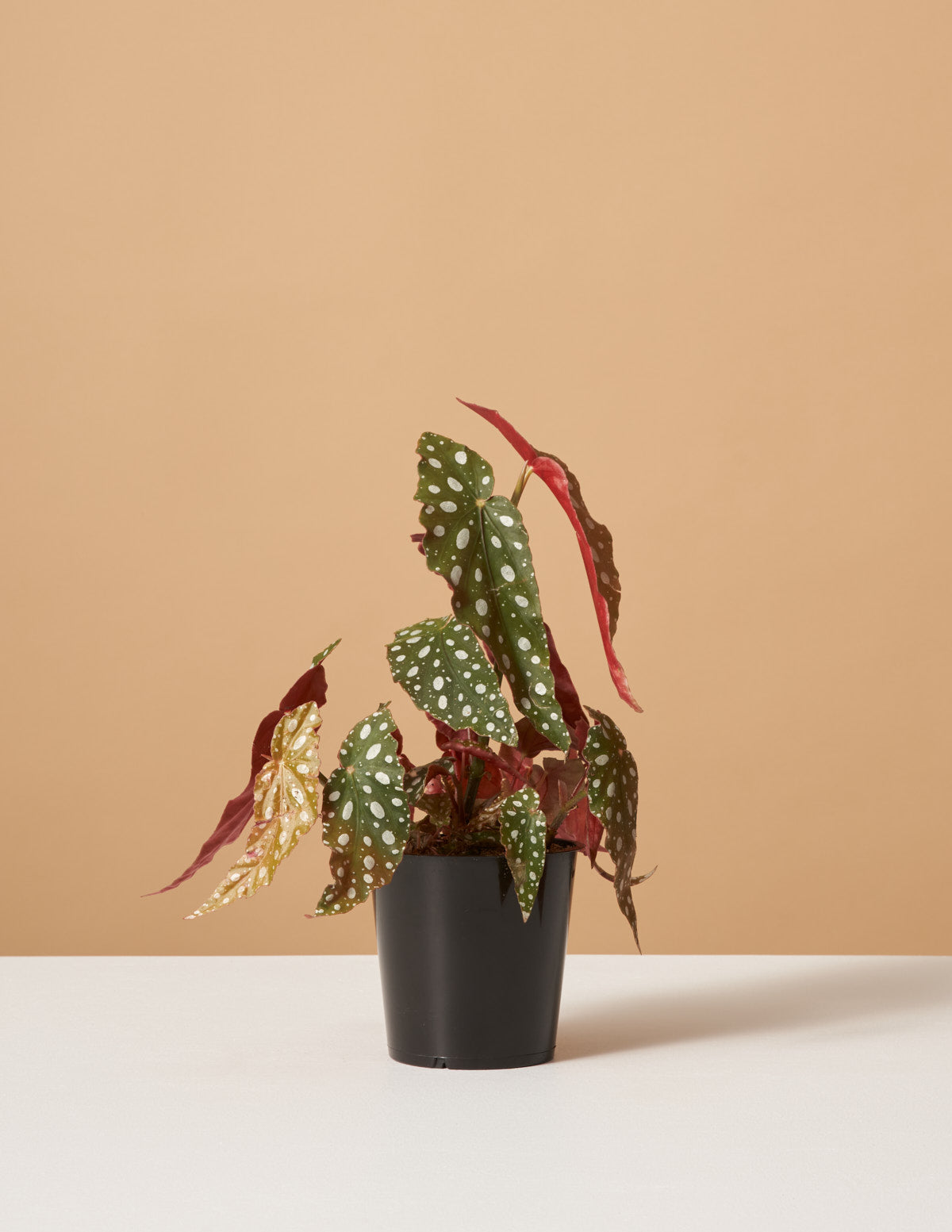 angel wing begonia plant Angel Wings Begonia | Houseplants for Delivery