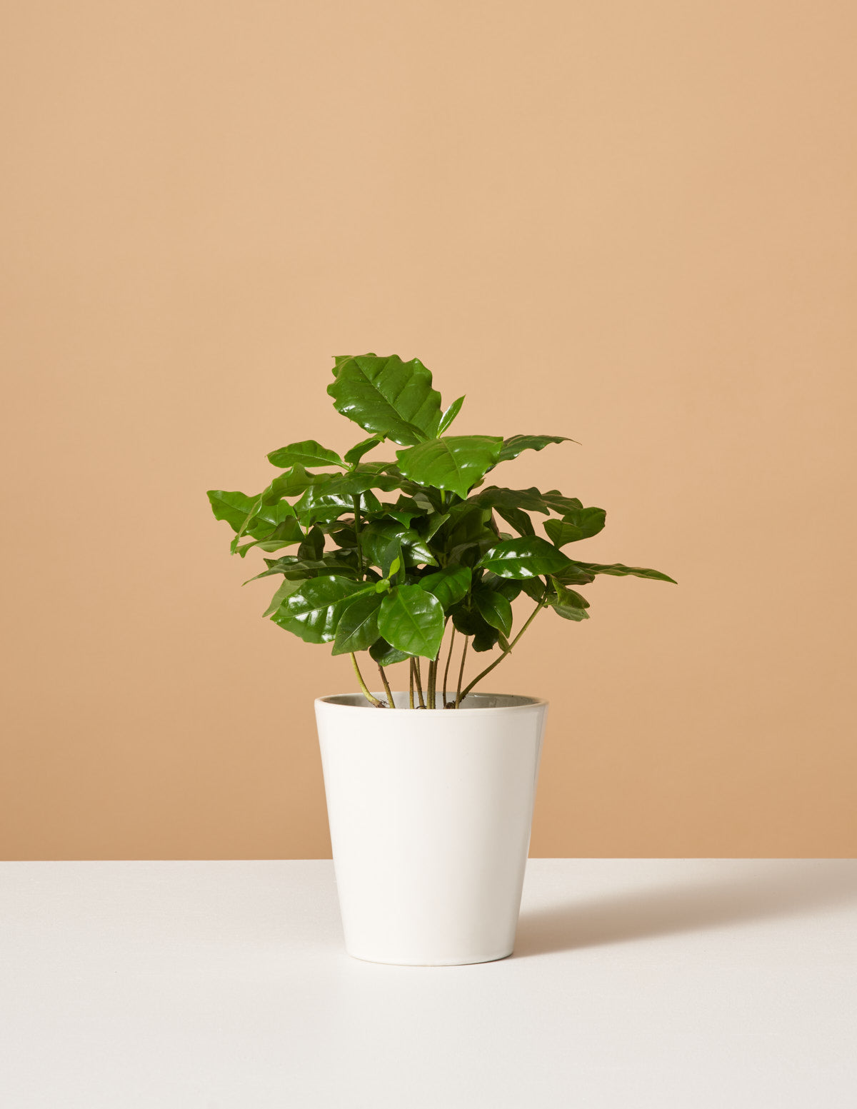 products/the_sill-variant-white_gloss-coffee_plant.jpg
