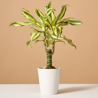 Dracaena Fragrans Sol