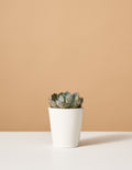 bundle | Small | Marianne | White