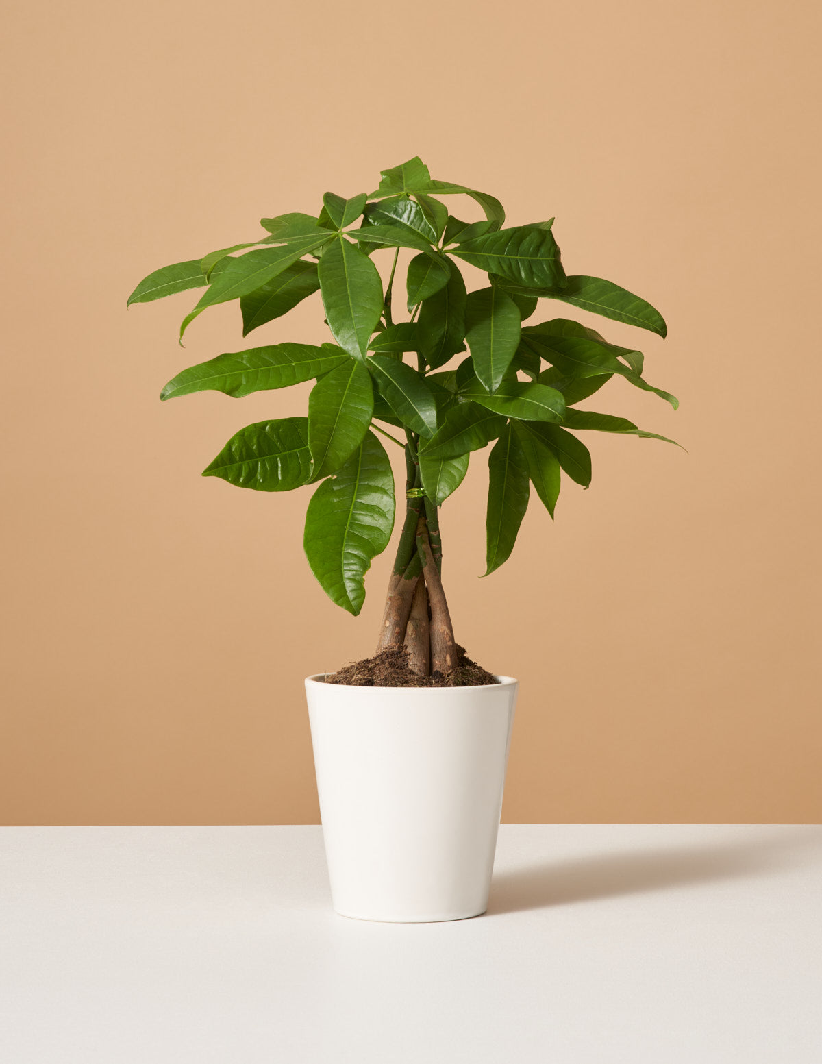 Money Tree Plant | Tropical Indoor Plants &amp; Houseplants for Delivery