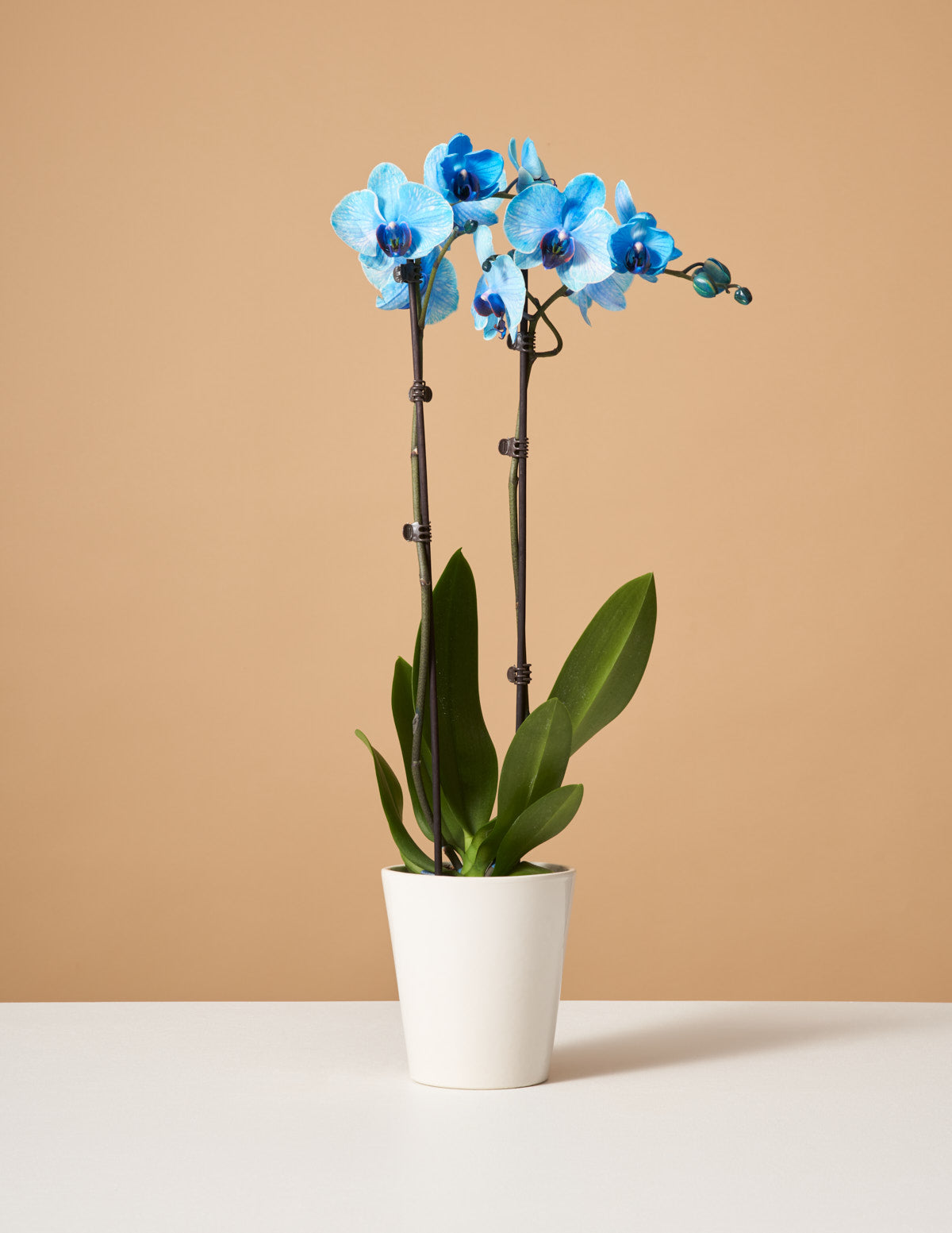 products/the_sill-variant-white_gloss-orchid_blue.jpg