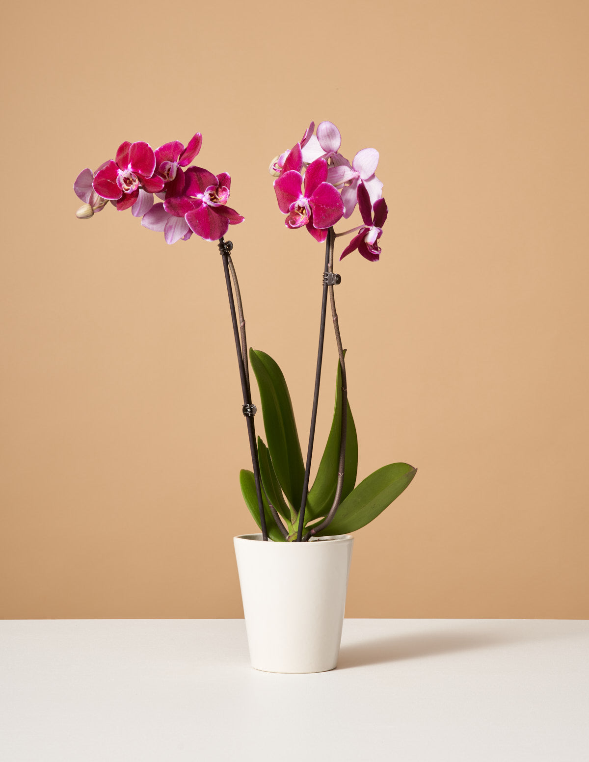 products/the_sill-variant-white_gloss-orchid_red.jpg