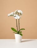 bundle | Small | Marianne | White