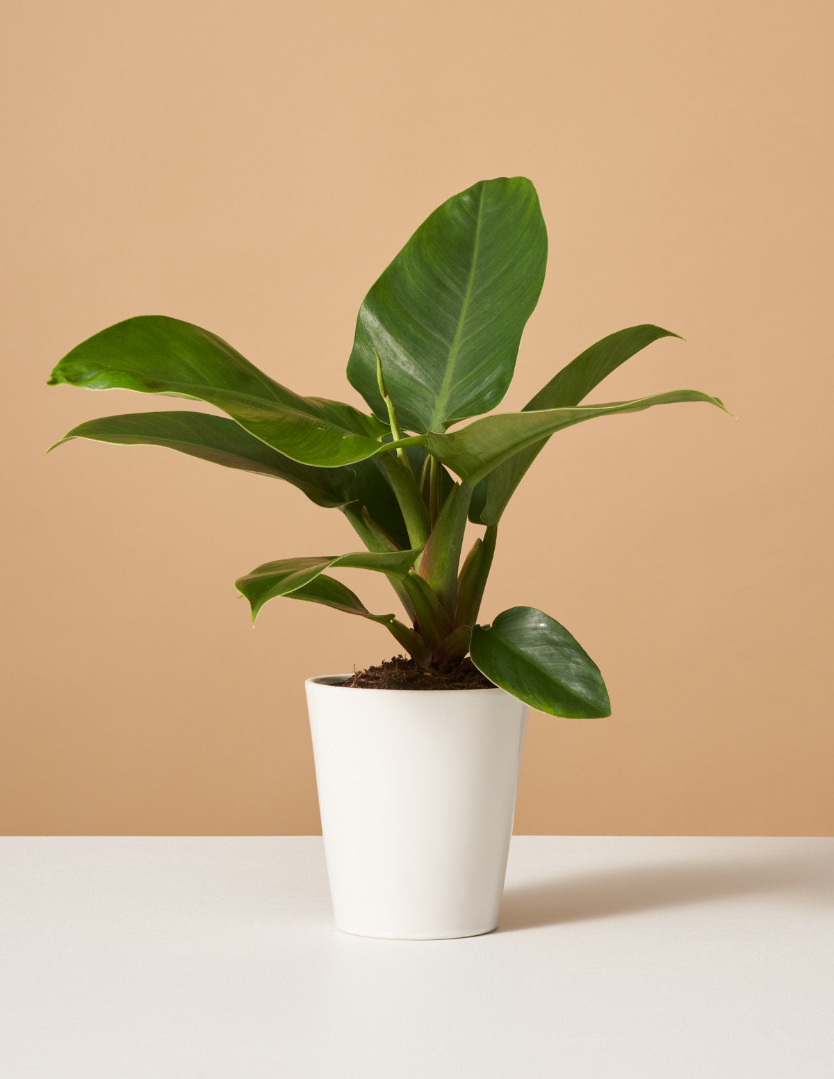 philodendron imperial green verzorgen Philodendron Imperial Green
