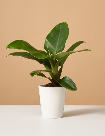 Philodendron Imperial Green