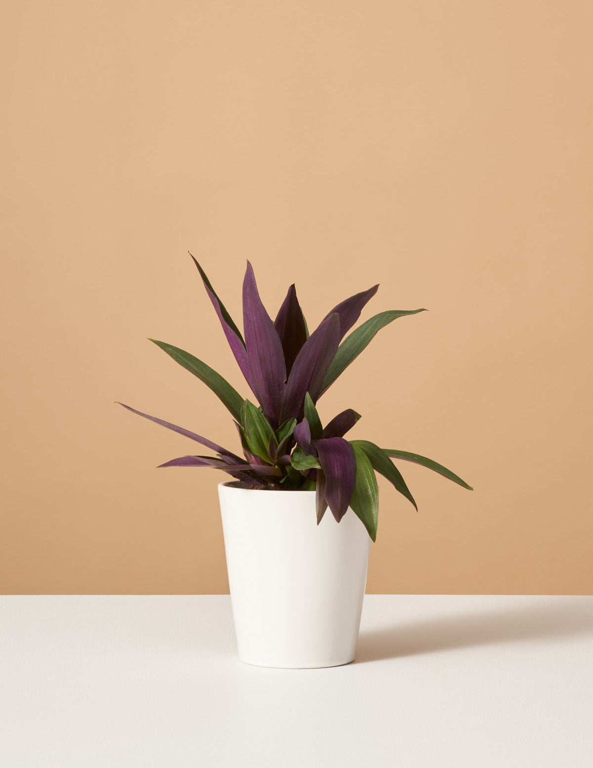 products/the_sill-variant-white_gloss-roheo.jpg