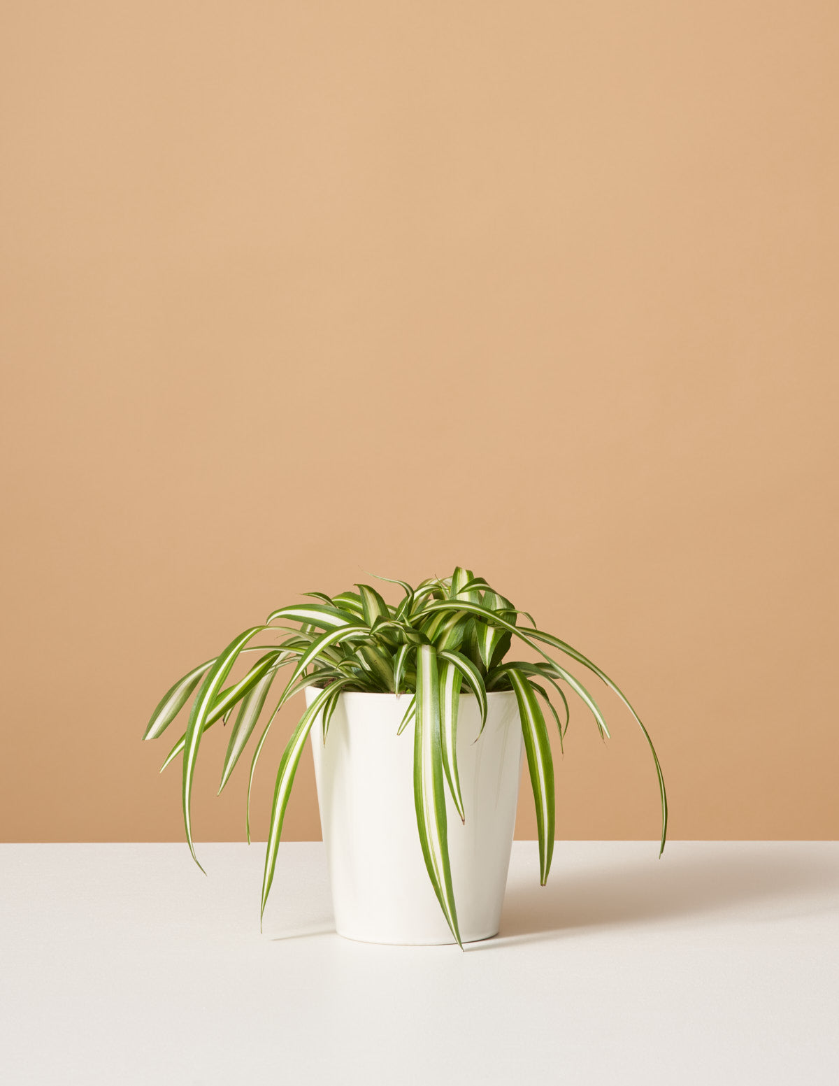 Spider Plant Variegated with Planter - Small (3