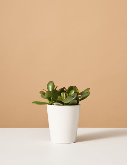 jade plant sunset Sunset Jade Houseplant
