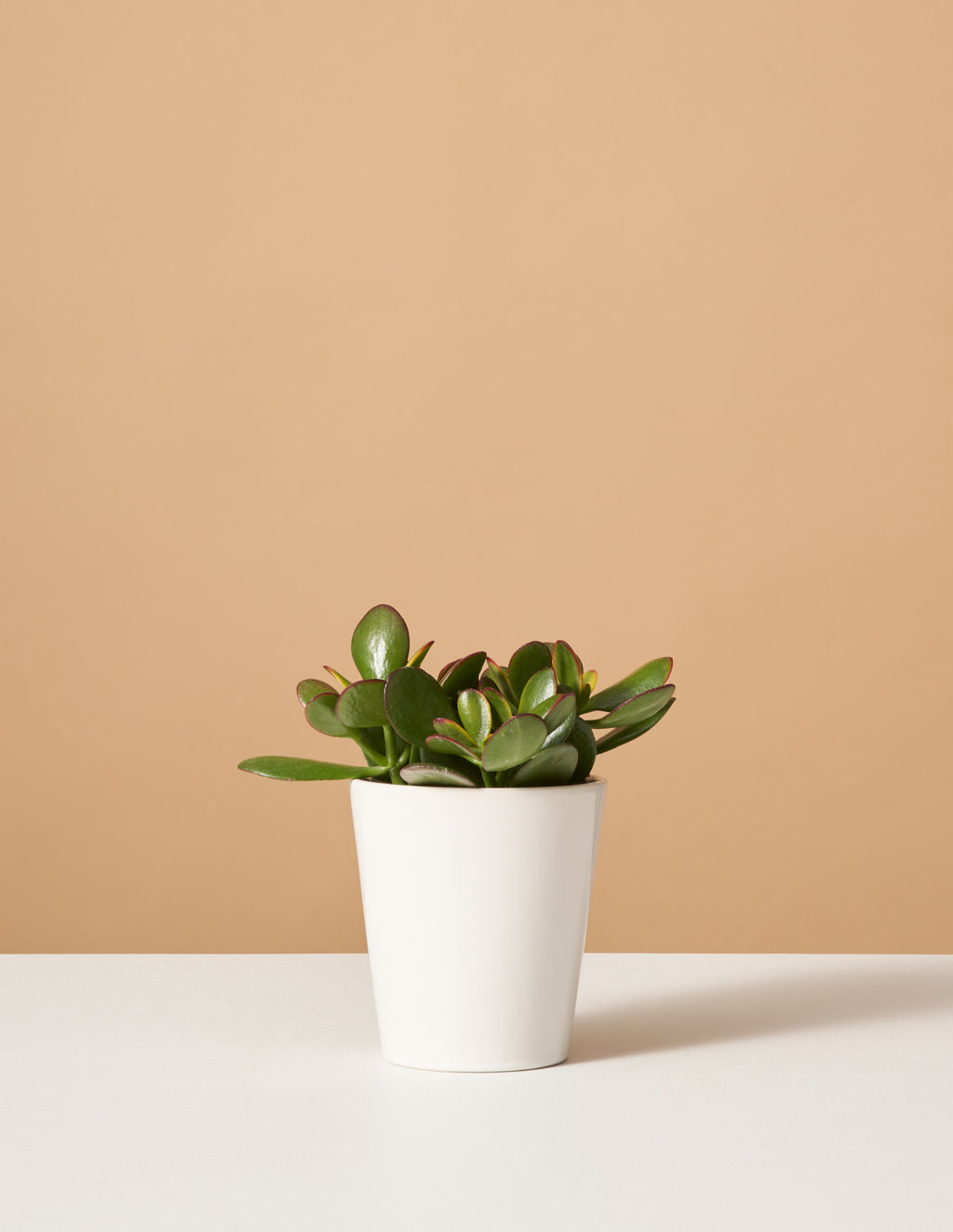 bundle | Small | Marianne | White